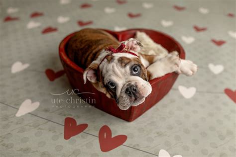 Bulldog Puppy Newborn Shoot For Valentines Day