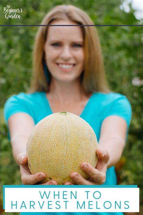 How To Tell When Melons Are Ripe And Ready To Pick The Beginners