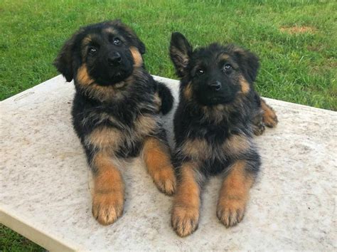 German Shepherd Long Coated Straight Backed Puppies In Bristol