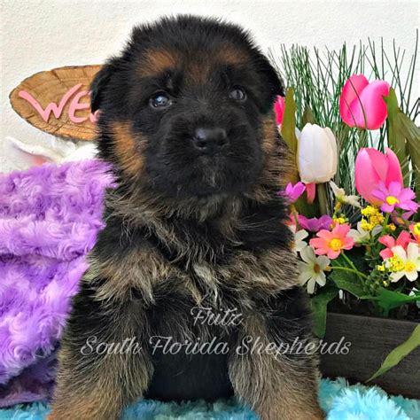 Three weeks old german shepherd puppy. 3 weeks old AKC German Shepherd puppy from South Florida S ...