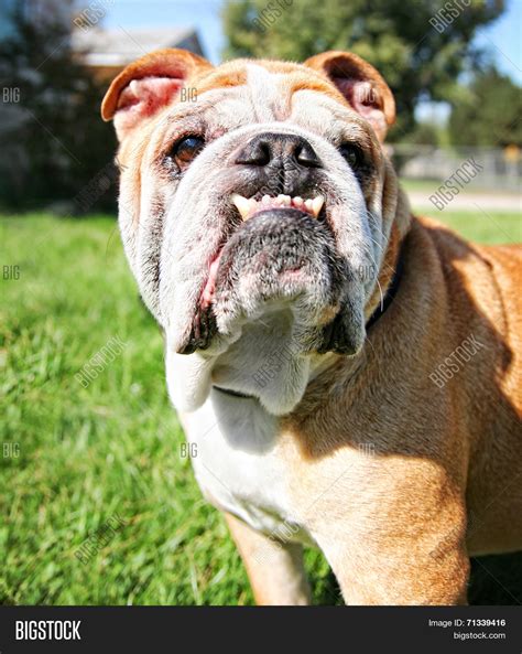 Bulldog Huge Underbite Image And Photo Free Trial Bigstock