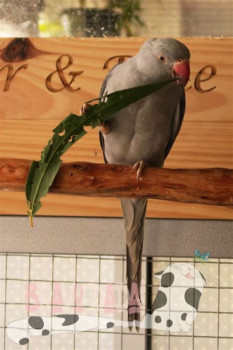 Beautiful Grey Indian Ringneck In 2021 Pet Birds Budgies Parakeet