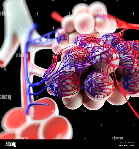 Human Alveoli Artwork Stock Photo Alamy