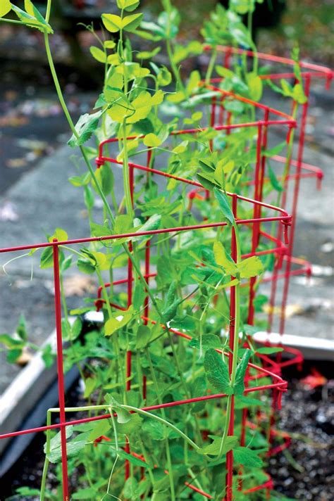 Expandable Pea Trellis Gardeners Supply Vegetable Garden For
