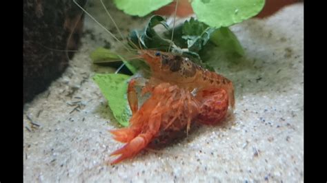 Cambarellus Patzcuarensis Orange Cpos Mexican Orange Dwarf Crayfish