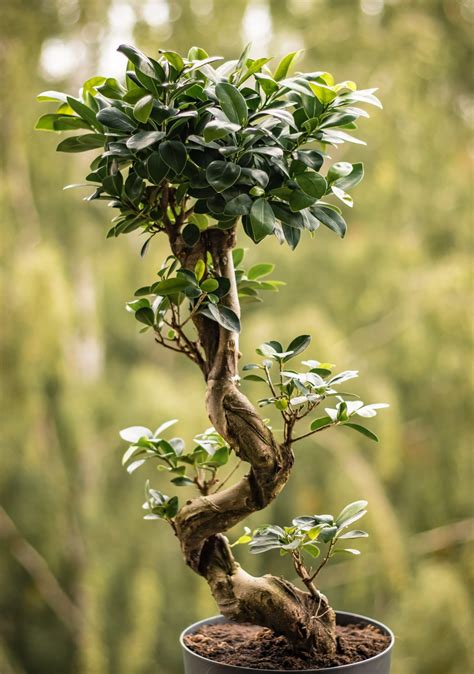 Ficus Benjamina Bonsai Tree Care Guide Bonsai Tree Gardener