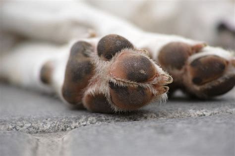 8 Common Dog Paw Problems