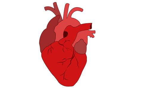 哈佛大学研发活的人体心脏模型 哈佛大学 研发 人体心脏模型 希望之声