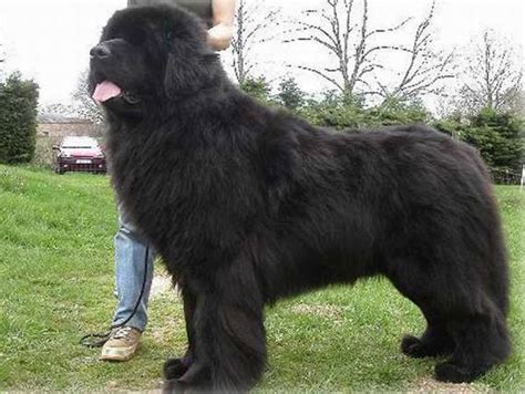 10 Largest Dog Breeds In The World Updated For 2017