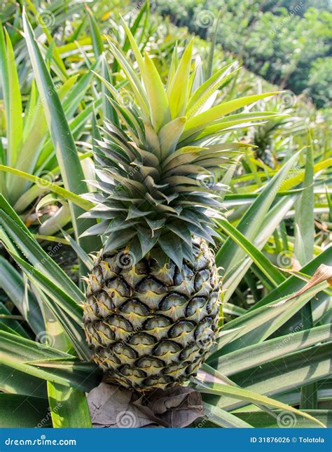 Pineapple Garden Stock Photo Image Of Growth Exotic 31876026