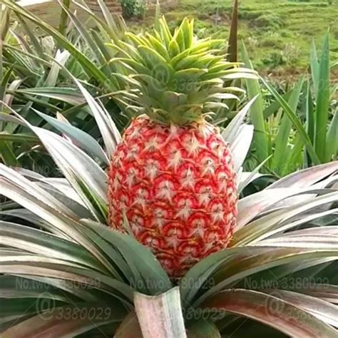 100pcs Gaint Red Pineapple Bonsai Perennial Indoor Ananas Comosus Fruit
