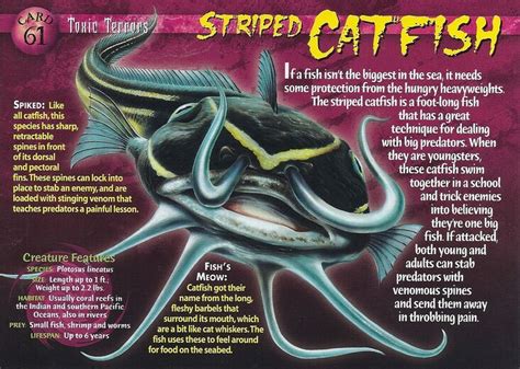 Striped Catfish Weird N Wild Creatures Wiki Fandom Wild