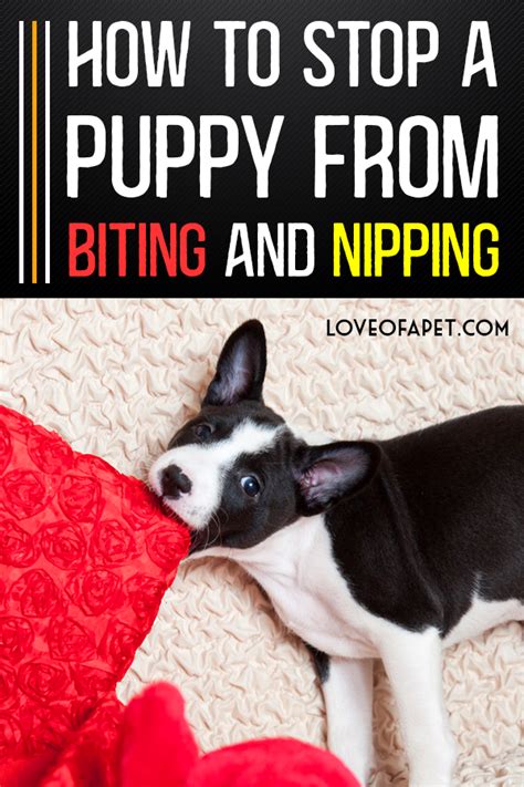 Dec 31, 2020 · methods for feeding a sick dog wait. How to Stop a Puppy from Biting and Nipping - All You Need ...