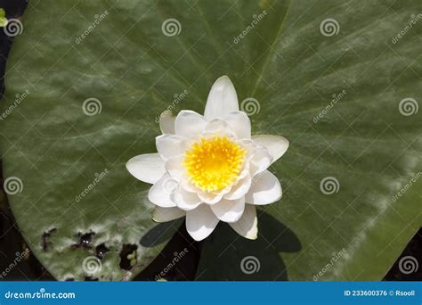 White Water Lily Growing In A Swampy Area Stock Photo Image Of