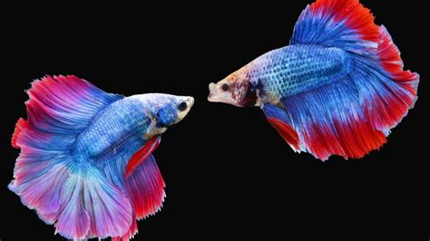 Fighting Fish Synchronize Their Behavior And Brain Activity
