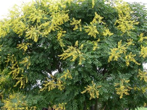 Identification help for trees with yellow flowers all images are from field guide: 27 Flowering Trees for Year-Round Color | HGTV
