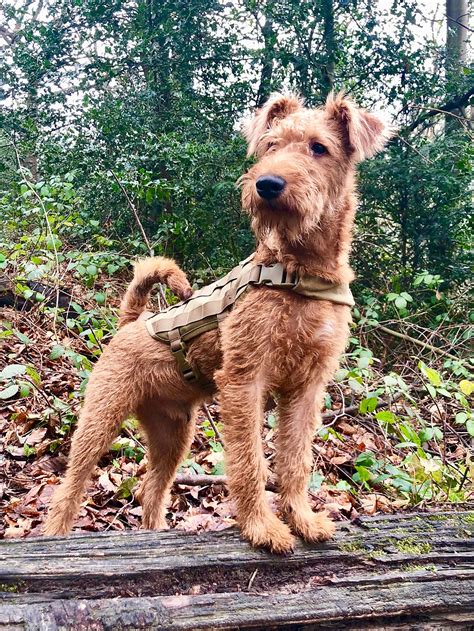 Irish terriers are always ready for a fight with another dog. Irish Terrier - Wikipedia
