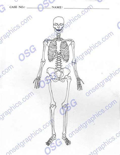 Autopsy Report Skeleton Anterior Blank On Set Graphics