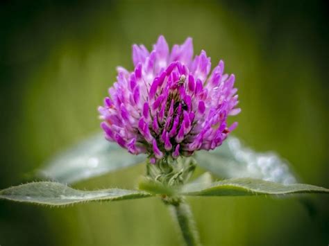 11 Must Know Surprising Benefits Of Red Clover Herb