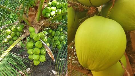 Dwarf Coconut Tree Farming Hybrid Coconuts Discover Agriculture