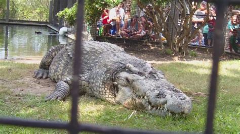 Utan Alligator Adventure Nmyrtle Beach Sc 2011 Youtube