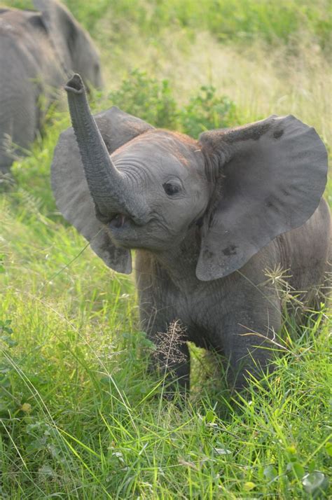 The 25 Best Baby Elephants Ideas On Pinterest Baby