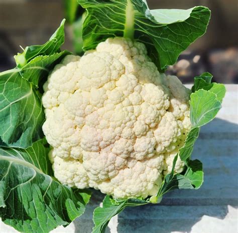 Self Blanche Cauliflower Seeds Plant And Heal
