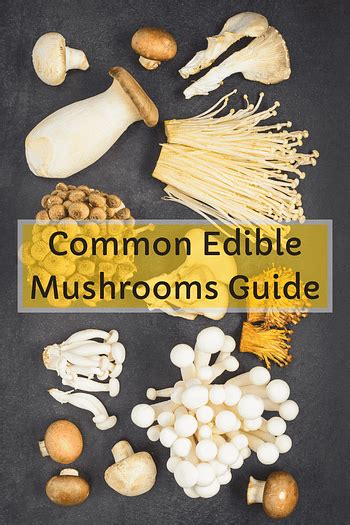 Common Edible Mushrooms And Cooking Tips Mushroom Health Guide