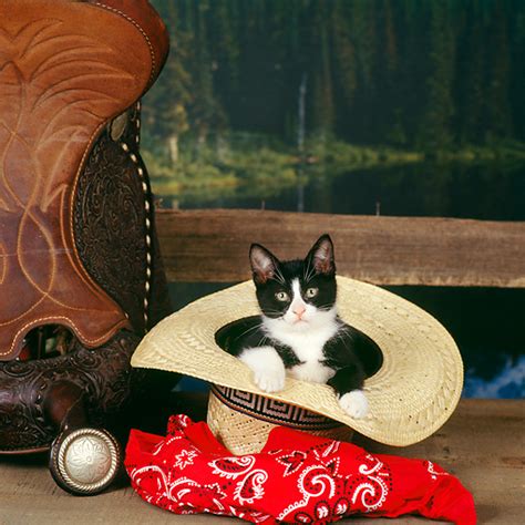 Make your own images with our meme generator or animated gif maker. cowboy hat - Animal Stock Photos - Kimballstock