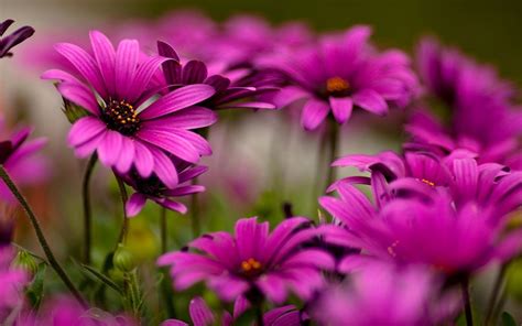 Latest Wallpapers Flowers Wallpapers Flowers Animated Wallpaper