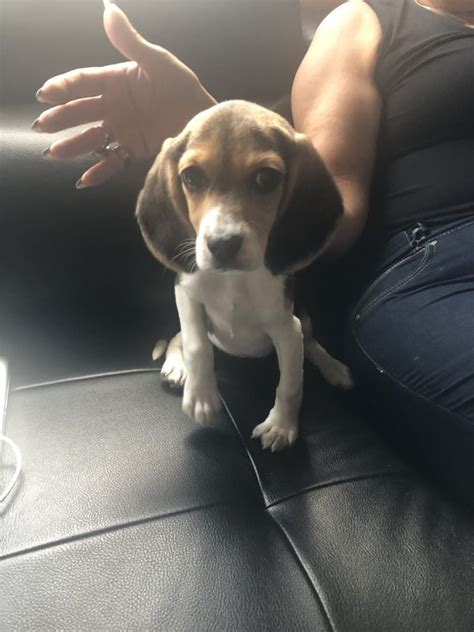 Beagle Puppy For Sale 3 Months Old