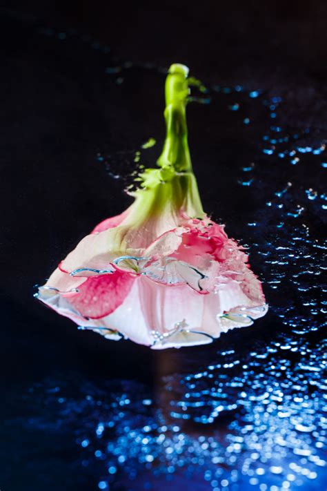 These values can help you match the specific shade you are looking for and even help you find complementary colors. Free Photo | Pink flower with water drops over dark blue ...