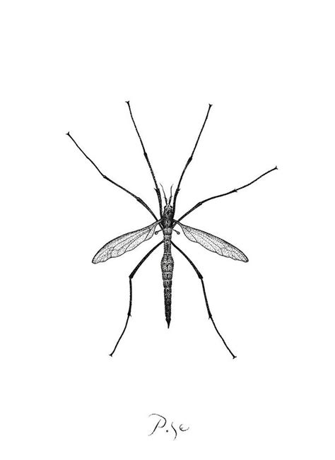 Mosquito Drawing Mosquito Drawing Drawings Animal Drawings
