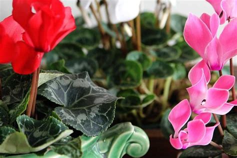 Cyclamen Care How To Grow Indoor Cyclamen House Of