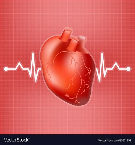 Human Heart And Heart Beat On Ekg Isolated On A Vector Image