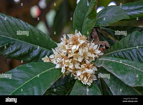Loquat Blossom Hi Res Stock Photography And Images Alamy