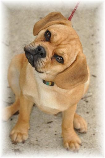 Adult Puggle Rockin R Puppies