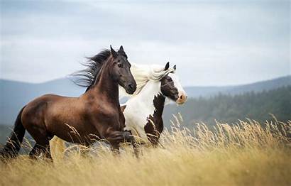 Horse Horses Background Nature Wallpapers Animal Desktop