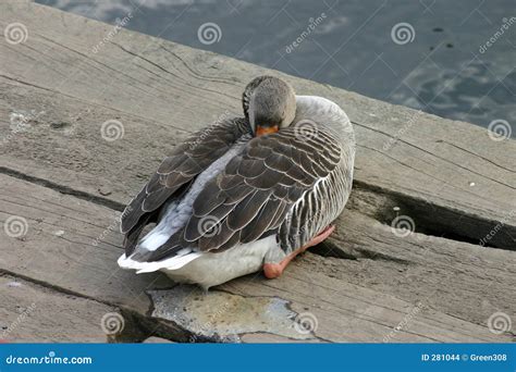 Sleeping Duck Stock Photo Image Of River Planks Duck 281044