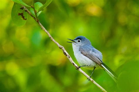 How Bird Flocks With Multiple Species Behave Like K Pop Groups