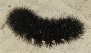 Large Black Caterpillar Hypercompe Scribonia Bugguidenet