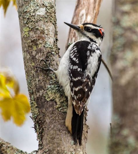 The Hairy Woodpecker A Fascinating Specimen Smoky Bear Ranch
