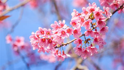fondos de pantalla 1366x768 floración de árboles de cerca rama sakura cerezo rosa color flores