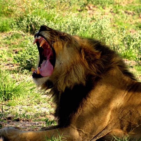 African Predators Up Close Wide Open Places Showering With Elephants