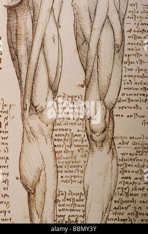 Anatomical study of muscles of the legs by Leonardo da Vinci Stock