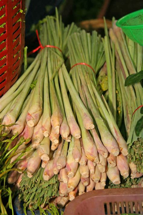 How to plant red hot pepper? Picking Lemongrass: How To Harvest Lemongrass
