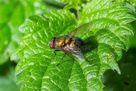 Common Green Bottle Fly Blow Fly Lucilia Sericata On A Green Leaf