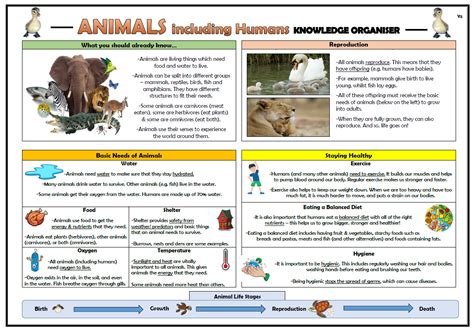 Year 2 Animals Including Humans Knowledge Organiser! | Teaching Resources