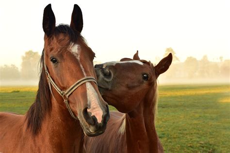 You are using an older browser version. The 6 Best Places to Buy A Horse Farm in Ontario | Land ...
