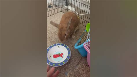 Bunny Throws A Temper Tantrum For More Salad Viralhog Youtube